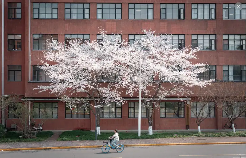 Cherry Blossoms on Campus