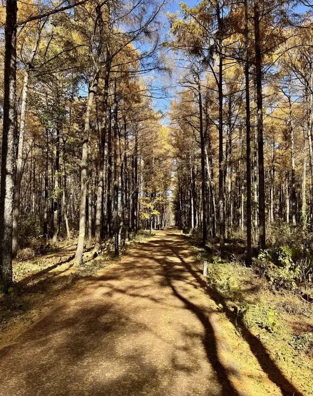 Autumn Forest Path